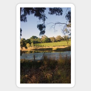 The Pinot Patch - Adelaide Hills - Fleurieu Peninsula - by South Australian artist Avril Thomas Sticker